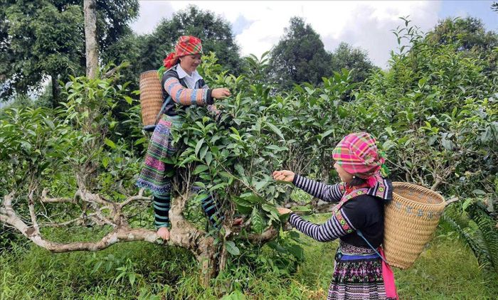 Những gốc chè Shan tuyết cổ thụ hàng trăm năm tuổi tại Suối Giàng gắn liền với đời sống và sinh kế của đồng bào Mông qua nhiều thế hệ.