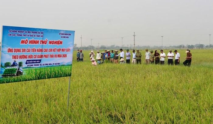 Mô hình thâm canh lúa cải tiến (SRI) nâng cao, kết hợp máy cấy theo hướng hữu cơ, giảm phát thải vụ mùa 2026 tại xã Ứng Hòa. Ảnh: UH