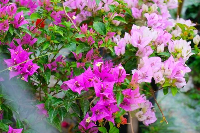 Vào đầu mùa thu, bạn có thể tỉa hoa giấy một lần; cắt bỏ những cành quá dài, quá rậm rạp, quá già và yếu, giữ lại 3 - 5 cành chính và một số cành phụ trên mỗi nhánh chính.