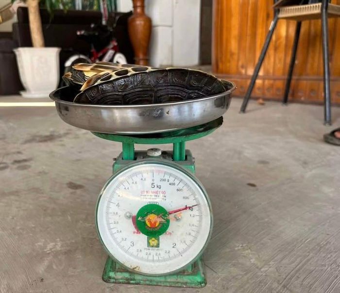Mỗi cá thể rùa nặng khoảng 0,5kg, sức khỏe tốt. Ảnh: CAXXL.