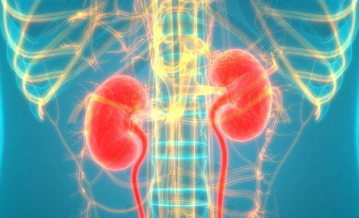 Bảo vệ thận là điều quan trọng vì cơ quan này đảm nhận nhiều chức năng quan trọng trong cơ thể. Ảnh: CDC.