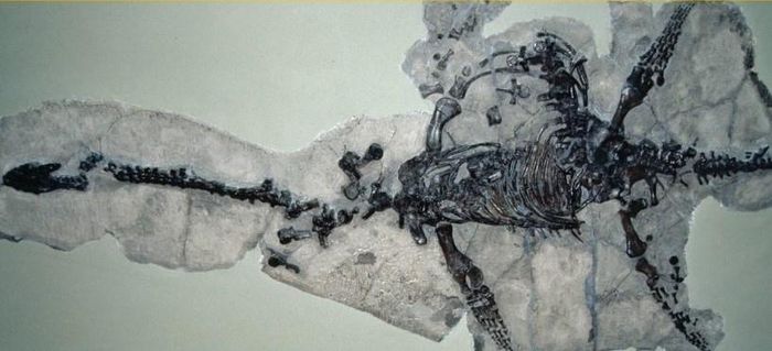  Mẫu hóa thạch đầu tiên của xà cảnh long có khớp - Plesiosaurus dolichodeirus - được Mary Anning phát hiện năm 1823 ở Dorset, Anh. Ảnh trong sách Sinh thái học - Khái lược những tư tưởng lớn. 