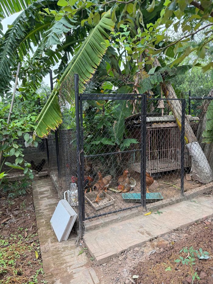 Chị Mai trồng rau, nuôi gà trong nhà vườn ở ngoại thành.
