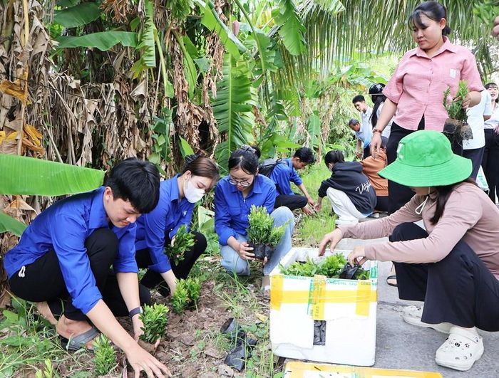 Các lực lượng tham gia trồng cây bông trang, tạo cảnh quan xanh, đẹp trên tuyến đường tại ấp Tân Bình
