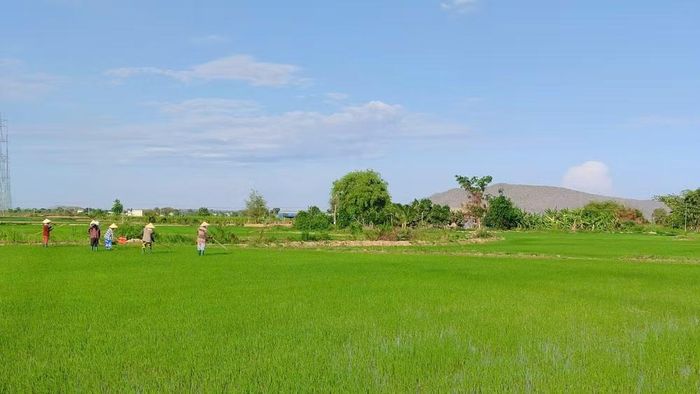 Nhiều nông dân sản xuất lúa, phát triển cánh đồng mẫu lớn. (Ảnh: THUẬN THANH)