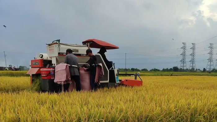 Nhiều nông dân sản xuất lúa. (Ảnh: THUẬN THANH)