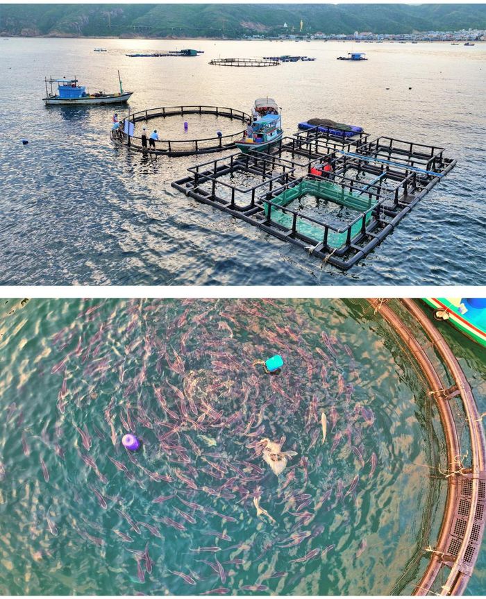 Hợp tác xã dịch vụ - du lịch thủy sản Nhơn Hải (phường Quy Nhơn Đông, tỉnh Gia Lai) thành công với mô hình nuôi biển bằng lồng HDPE với loài cá bớp. Ảnh: TUỆ LÂM 
