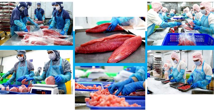 Chế biến cá ngừ đại dương tại Phú Yên. Ảnh: HUỲNH HẢI 