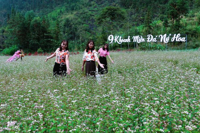  Mùa hoa tam giác mạch đưa du khách đến với khu vực cao nguyên đá trong những ngày cuối năm. Ảnh: THỌ NGUYỄN 