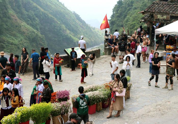  Nhiều du khách trong nước và quốc tế tìm đến cao nguyên đá trong mùa hoa đặc biệt này. Ảnh: THỌ NGUYỄN 