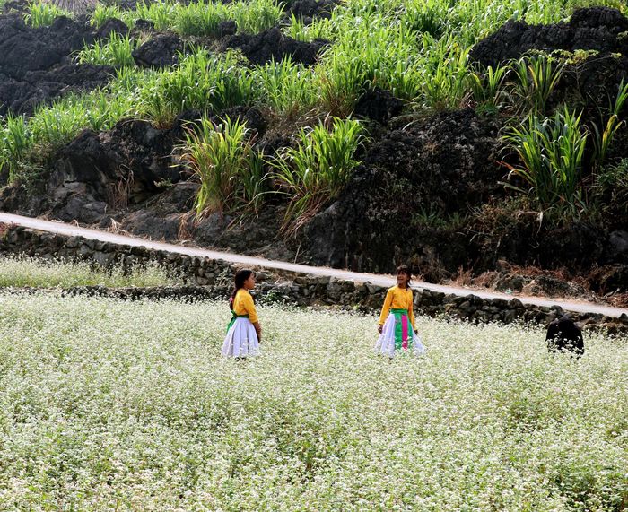  Mùa hoa tam giác mạch là một sản phẩm du lịch đặc trưng của vùng cao nguyên đá Đồng Văn. Ảnh: THỌ NGUYỄN 