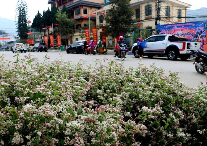  Hoa tam giác mạch nở rộ vào những tháng cuối năm. Ảnh: THỌ NGUYỄN 