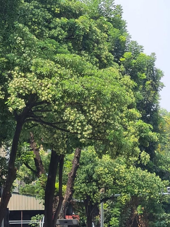 Hoa sữa trên phố Nguyễn Du. Ảnh: Mai Loan.