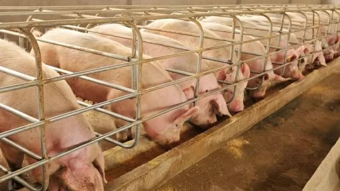Giá heo hơi hôm nay 26/10, thị trường ghi nhận diễn biến trái chiều giữa các miền. Hiện tại, cả nước dao động trong khoảng 45.000 - 50.000 đồng/kg. (Ảnh: Ngọc Hà)