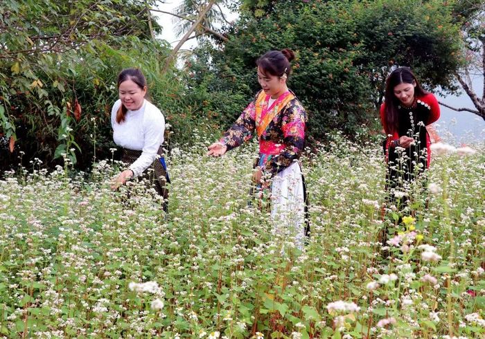 Sức sống kỳ diệu của hoa tam giác mạch chính là hiện thân cho khí chất con người nơi đây. Ảnh: Báo Chính phủ.