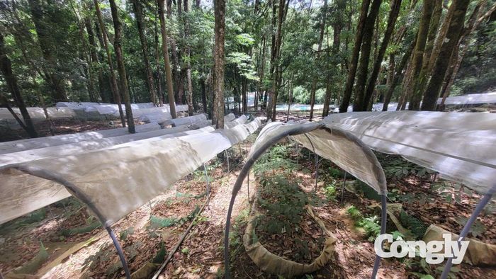 Sâm Ngọc Linh được trồng nhiều ở các xã Măng Ri, Tu Mơ Rông, tỉnh Quảng Ngãi.