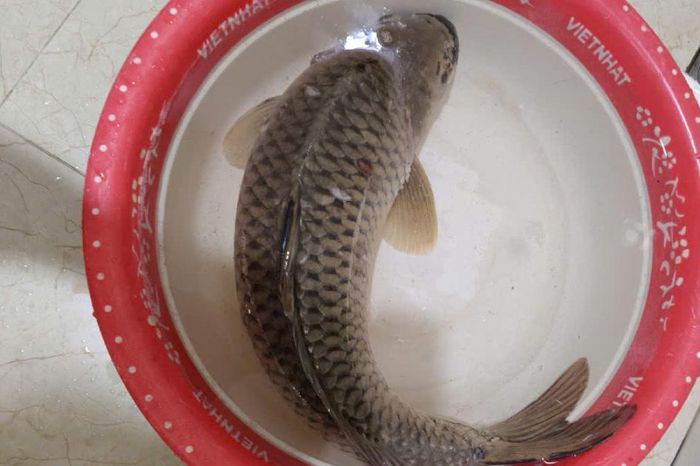 Cá chép là thực phẩm chứa nhiều omega-3. Ảnh: Hoa Linh.