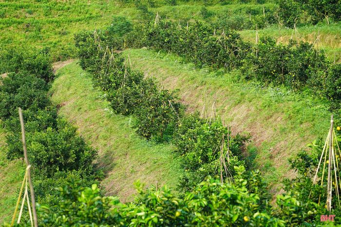 Trên những đồi cam Kim Hoa, mùa thu hoạch vẫn đang tiếp diễn. Từng lứa quả chín được thu hái, theo các đơn hàng của thương lái rời vườn đến các thị trường tiêu thụ. Không khí rộn ràng của mùa vụ hiện hữu trong nhịp lao động thường ngày, tạo nên sắc vàng đặc trưng của vùng trồng cam miền sơn cước.