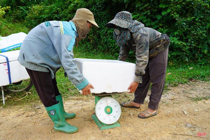 “Chúng tôi thu mua cam chanh Kim Hoa để nhập sỉ cho các đầu mối ở nhiều địa phương. Ngoài ra, nhiều người đặt mua cam gửi ra các thành phố lớn làm quà cho người thân, bạn bè nên khá đắt khách. Cam có vị ngọt, giòn, chất lượng tốt nên được nhiều người ưa chuộng. Năm nay, chúng tôi đến tận vườn thu mua để kịp cung ứng cho khách hàng. Giá nhập sỉ hiện từ 35.000-50.000 đồng/kg đối với cam loại đẹp”, chị Nguyễn Thị Linh (bên phải) - thương lái ở xã Hương Sơn cho biết.