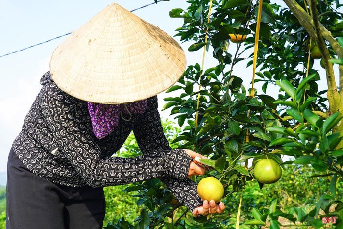 Với quy mô sản xuất lớn, cây cam trở thành một trong những cây trồng chủ lực, góp phần nâng cao thu nhập cho người dân địa phương. Mỗi mùa thu hoạch là dịp để các hộ trồng cam thu về thành quả sau nhiều tháng chăm sóc.