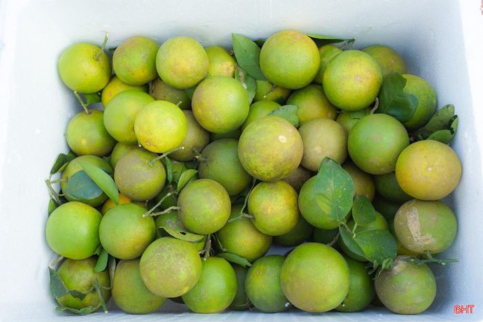 Các vườn cam chín nối tiếp nhau giúp người dân thu hoạch, bán cam theo từng đợt, đồng thời tạo điều kiện để thương lái chủ động thu mua theo sản lượng đến kỳ thu hoạch.