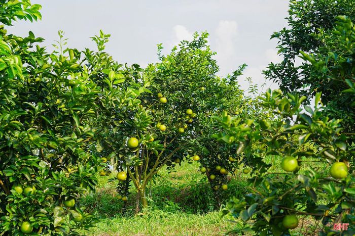 Thay vì thu hoạch đồng loạt, bà con chủ yếu thu hái tỉa, cam chín đến đâu thu hoạch đến đó. Cách làm này giúp người trồng chủ động về thời gian, đồng thời bảo đảm chất lượng quả khi đưa ra thị trường.