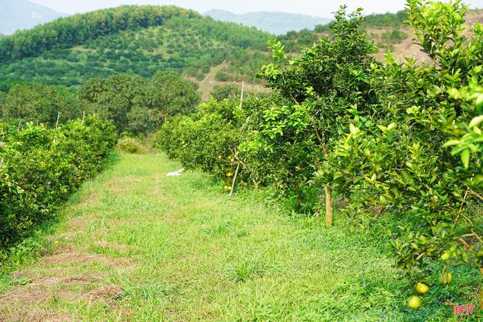 Tại thôn Thanh Mai, một trong những vùng trồng cam chanh tập trung của xã Kim Hoa, gần 300 hộ dân đang tất bật thu hoạch. Người dân tranh thủ hái cam chín, lựa chọn, phân loại để bán cho thương lái.