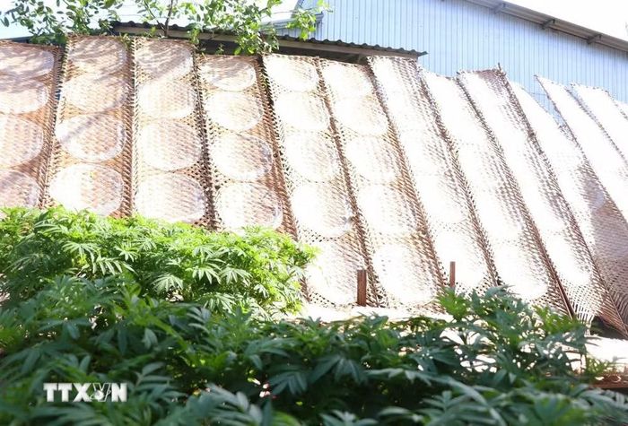 Những vĩ bánh tráng phơi dưới nắng đẹp như một bức tranh. (Ảnh: Thu Hiền/TTXVN)
