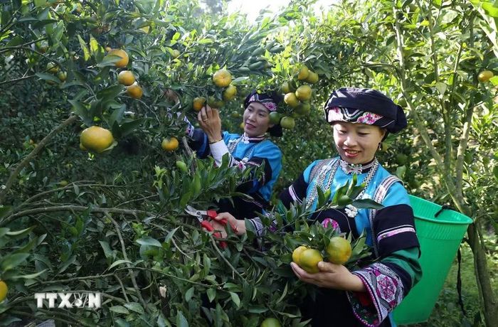 Niềm vui của đồng bào dân tộc Bố Y ở Mường Khương khi thu hoạch quýt. (Ảnh: Quốc Khánh/TTXVN)