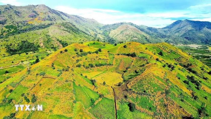 Núi rừng Chư Đang Ya, tỉnh Gia Lai khoác lên mình tấm áo Dã quỳ vàng rực rỡ. (Ảnh minh họa: Quang Thái/TTXVN)