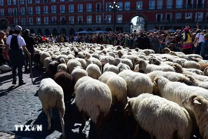 Đàn cừu và dê đi qua một con phố trong Lễ hội chăn thả gia súc ở Madrid, Tây Ban Nha ngày 25/10/2026. (Ảnh: THX/TTXVN phát)