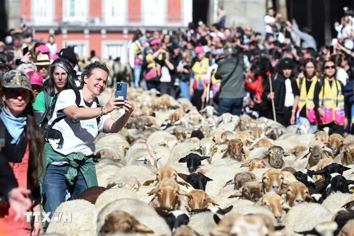 Đàn cừu và dê đi qua một con phố trong Lễ hội chăn thả gia súc ở Madrid, Tây Ban Nha ngày 25/10/2026. (Ảnh: THX/TTXVN phát)