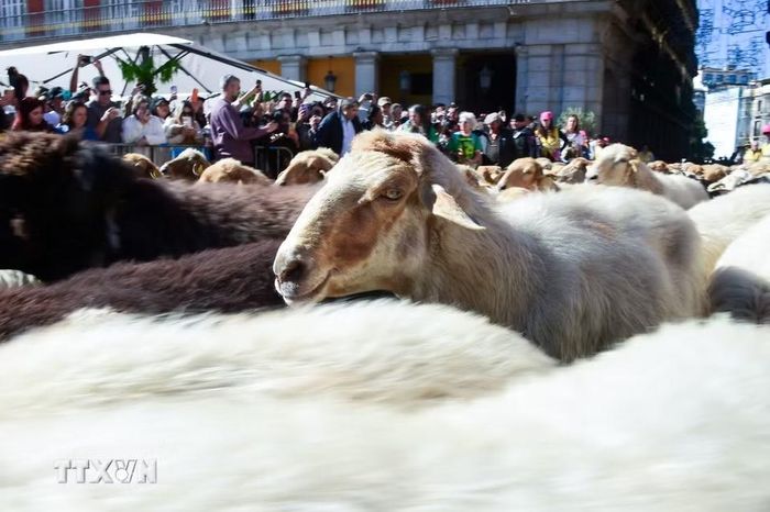 Đàn cừu và dê đi qua một con phố trong Lễ hội chăn thả gia súc ở Madrid, Tây Ban Nha ngày 25/10/2026. (Ảnh: THX/TTXVN phát)