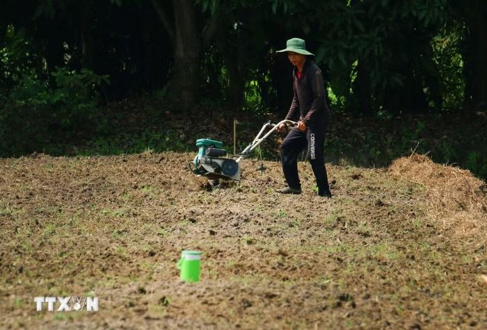 Người dân xã Tân Hòa, thành phố Cần Thơ chuyển đổi cây trồng ứng phó nguy cơ thiếu nguồn nước ngọt. (Ảnh: Duy Khương/TTXVN)
