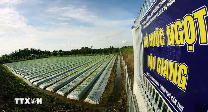 Người dân chuyển đổi sản xuất phía bên ngoài hồ nước ngọt Hậu Giang, xã Vĩnh Tường, thành phố Cần Thơ. (Ảnh: Duy Khương/TTXVN)