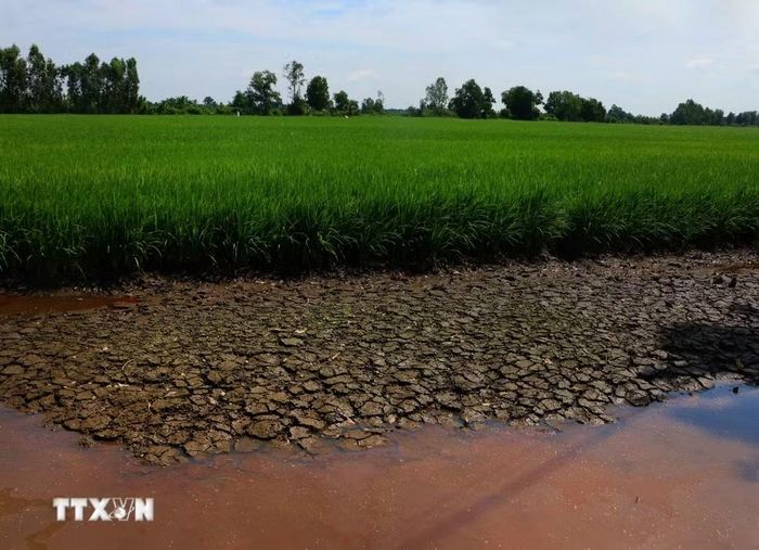 Đối với cây lúa, cần đẩy mạnh tưới ngập khô xen kẽ ở những vùng có điều kiện phù hợp, quản lý mực nước ruộng theo nhu cầu sinh trưởng của cây, nạo vét và sửa chữa các công trình dẫn nước. (Ảnh: Duy Khương/ TTXVN)