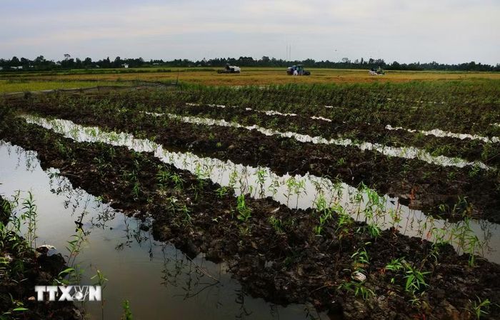 Người dân xã Vĩnh Viễn, thành phố Cần Thơ chuyển đổi cây trồng ứng phó nguy cơ thiếu nguồn nước ngọt. (Ảnh: Duy Khương/TTXVN)