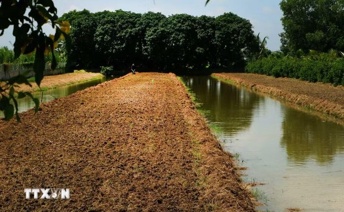 Người dân xã Tân Hòa, thành phố Cần Thơ chuyển đổi cây trồng ứng phó nguy cơ thiếu nguồn nước ngọt. (Ảnh: Duy Khương/TTXVN)