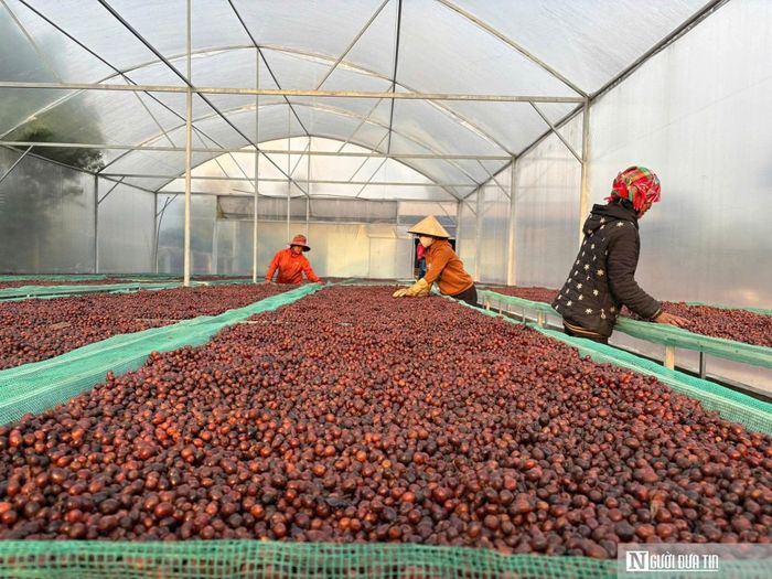 Sản phẩm Arabica Khe Sanh Coffee của HTX nông sản Khe Sanh đã được công nhận sản phẩm OCOP 5 sao duy nhất của tỉnh Quảng Trị hồi năm 2025 (Ảnh: HTX nông sản Khe Sanh)