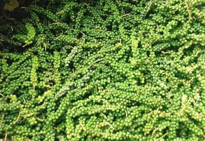 Giá tiêu hôm nay duy trì ở mức 140.000 đồng/kg