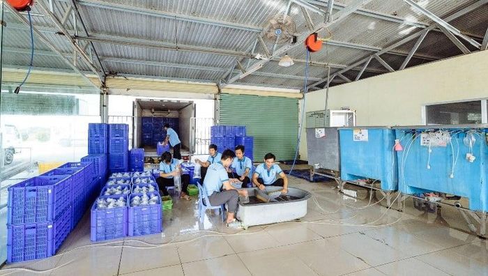 Bên trong nhà máy chế biến của Tập đoàn Thủy sản Việt Úc. Ảnh: Thủy sản Việt Úc.