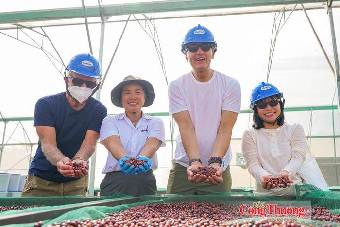Hạt cà phê Robusta sau thu hoạch tại vùng trồng Hàm Rồng (Gia Lai).