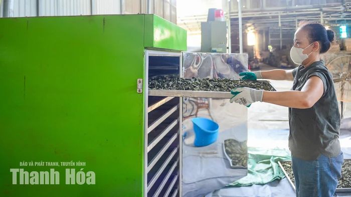 Các loại thảo mộc được đưa vào máy sấy khô nhằm giảm độ ẩm trong nguyên liệu, hạn chế hư hỏng và tạo điều kiện thuận lợi cho các công đoạn chế biến trà.