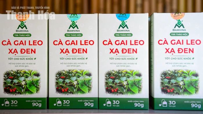 Với định hướng phát triển bài bản, các sản phẩm trà thảo mộc mà anh Nguyễn Mạnh Cường đang phát triển sẽ trở thành một hướng đi góp phần gia tăng giá trị dược liệu địa phương, đồng thời tạo thêm cơ hội phát triển kinh tế cho người dân tại các vùng nguyên liệu.
