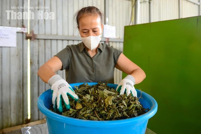 Sau khi thu mua từ người dân, nguyên liệu thảo mộc được rửa sạch, sấy khô, sao, nghiền và phối trộn theo quy trình sản xuất, sau đó đóng gói thành phẩm.