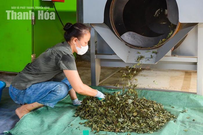 Trong các công đoạn này, khâu sao thảo mộc được chú trọng nhằm làm dậy hương thơm đặc trưng của thảo mộc.