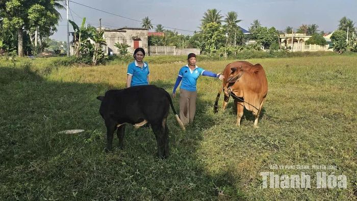 Cán bộ Hội LHPN xã Quảng Ninh thăm mô hình hỗ trợ bò sinh kế của hội viên Lê Thị Hòa ở thôn Phúc Thành.