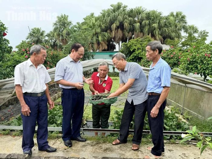 Mô hình nuôi ốc nhồi của ông Bùi Xuân Căn, thôn Phong Lượng, xã Lưu Vệ. (Ảnh tư liệu của Thanh Huê)