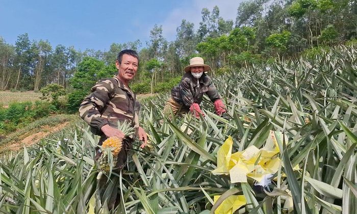  Thu hoạch dứa tại Hợp tác xã Dứa sạch Hương Sơn, phường Kép. 