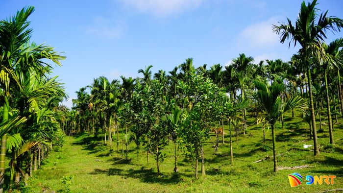 Những quả đồi của người dân xã Lãnh Ngọc nay đã phủ màu xanh của các loại cây có giá trị kinh tế cao hơn. Ảnh: D.LỆ